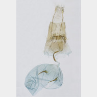 Stenoptilia bipunctidactyla w2