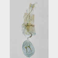 00 Stenoptilia bipunctidactyla w
