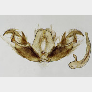 01 Stenoptilia coprodactylus m8