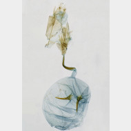 Stenoptilia coprodactylus w 1a