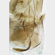 01 Stenoptilia coprodactylus w antrum