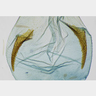 02 Stenoptilia coprodactylus w signum
