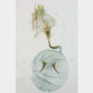 Stenoptilia coprodactylus w vb