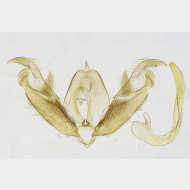Stenoptilia plagiodactylus m v2