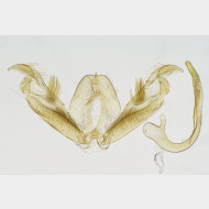 Stenoptilia plagiodactylus m