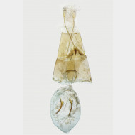 03 Stenoptilia pterodactyla w
