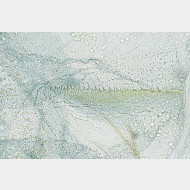 01 Anacampsis blattariella w signum