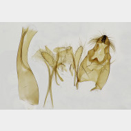 Anacampsis populella m2