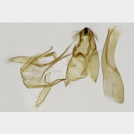 Anacampsis populella m