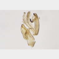 Aproaerema polychromella m