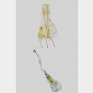 Bryotropha affinis w