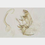 01 Bryotropha senectella m