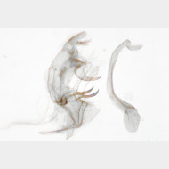 Bryotropha senectella m