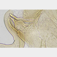 05 Bryotropha similis m dornen