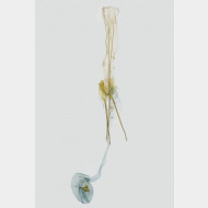 00 Carpatolechia fugitivella w