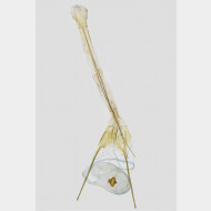 01 Carpatolechia fugitivella w