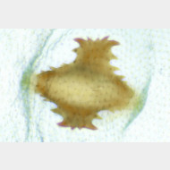 Carpatolechia fugitivella w signum