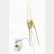 Carpatolechia fugitivella w