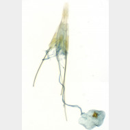 Carpatolechia fugitivella ww