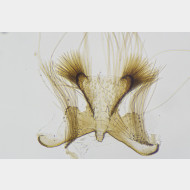 Carpatolechia proximella m st