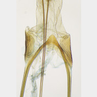 01 Carpatolechia proximella ww