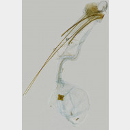 02 Carpatolechia proximella w