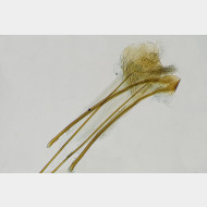 03 Carpatolechia proximella w ostium