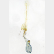 04 Caryocolum vicinella w
