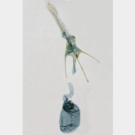 05 Caryocolum vicinella w