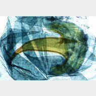 06 Caryocolum vicinella w signum