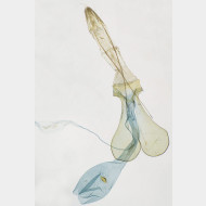 05 Chionodes electella w