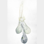 Chionodes electella w