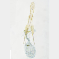 01 Klimeschiopsis kiningerella w