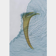 03 Klimeschiopsis kiningerella w signum