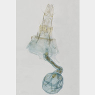 02 Monochroa cytisella w