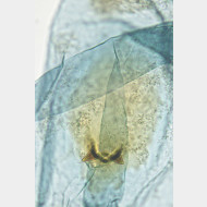 03 Monochroa cytisella w signum