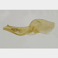 Monochroa tenebrella m a