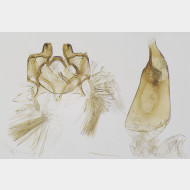 03 Oxypteryx atrella m