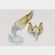 04 Oxypteryx atrella m