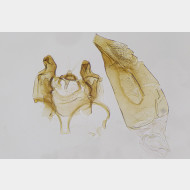 Oxypteryx unicolorella m v2