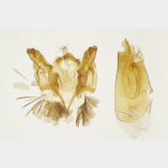 Oxypteryx unicolorella m v3