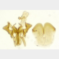 Parachronistis albiceps m
