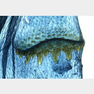 04 Pexicopia malvella w signum 1