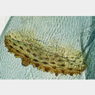 01 Pexicopia malvella w signum