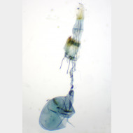 Pexicopia malvella w