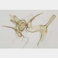 01 Pseudotelphusa paripunctella m
