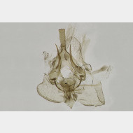Pseudotelphusa paripunctella m