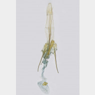 01 Pseudotelphusa scalella w