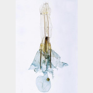 02 Pseudotelphusa scalella w