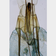 04 Pseudotelphusa scalella w antrum